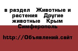  в раздел : Животные и растения » Другие животные . Крым,Симферополь